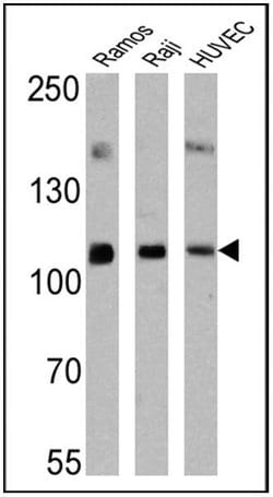 ICAM-1 Monoclonal Antibody (W-CAM-1), Invitrogen 500 &mu;L; Unconjugated:Anticuerpos