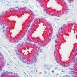 Prostate Specific Acid Phosphatase Monoclonal Antibody (PASE/4LJ), Invitrogen