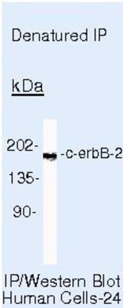 ErbB2 (HER-2) Monoclonal Antibody (e2-4001), Biotin, Invitrogen 500 &mu;L;