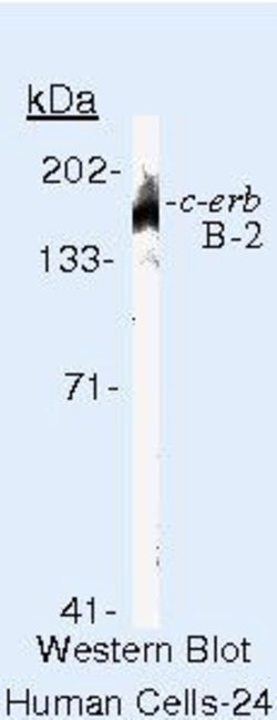 ErbB2 (HER-2) Monoclonal Antibody (e2-4001), Biotin, Invitrogen 500 &mu;L;