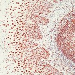 Ku70 Mouse anti-Hamster, Human, Mouse, Non-human primate, Xenopus laevis,