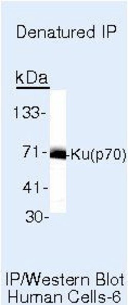 Ku70 Mouse anti-Hamster, Human, Mouse, Non-human primate, Xenopus laevis,