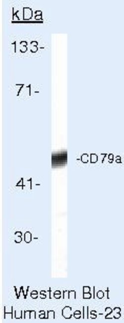 CD79a Monoclonal Antibody (HM47/A9), Biotin, Invitrogen 500 &mu;L; Biotin:Antibodies,