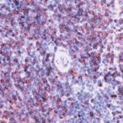 CD79a Monoclonal Antibody (HM47/A9), Biotin, Invitrogen 500 &mu;L; Biotin:Antibodies,