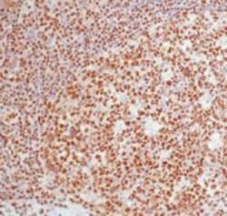 DNA-PK Monoclonal Antibody (18-2), Invitrogen 500 &mu;L; Unconjugated:Antibodies,