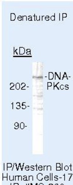 DNA-PK Monoclonal Antibody (18-2), Invitrogen 500 &mu;L; Unconjugated:Antibodies,