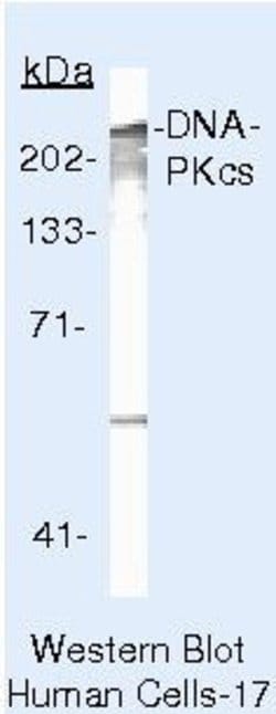 DNA-PK Monoclonal Antibody (18-2), Invitrogen 500 &mu;L; Unconjugated:Antibodies,