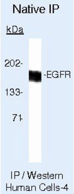 EGFR Monoclonal Antibody (111.6), Invitrogen 500 &mu;L | Buy Online | Thermo Scientific | Fisher Scientific