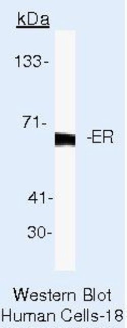 Estrogen Receptor alpha Monoclonal Antibody (6F11), Invitrogen 500 &mu;L;