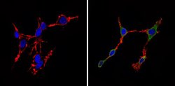 Cdk6 Monoclonal Antibody (K6.83 (DCS-83)), Invitrogen 500 &mu;L; Unconjugated:Antibodies,