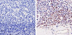 Cdk6 Monoclonal Antibody (K6.83 (DCS-83)), Invitrogen 500 &mu;L; Unconjugated:Antibodies,