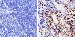 Cdk6 Monoclonal Antibody (K6.83 (DCS-83)), Invitrogen 500 &mu;L; Unconjugated:Antibodies,