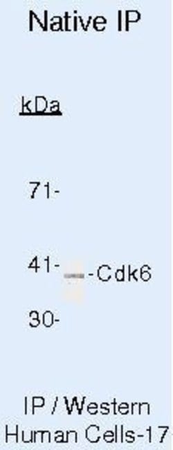 Cdk6 Monoclonal Antibody (K6.83 (DCS-83)), Invitrogen 500 &mu;L; Unconjugated:Antibodies,