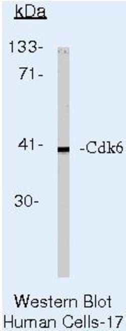 Cdk6 Monoclonal Antibody (K6.83 (DCS-83)), Invitrogen 500 &mu;L; Unconjugated:Antibodies,