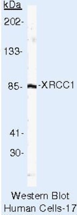 XRCC1 Monoclonal Antibody (33-2-5), Biotin, Invitrogen 500 &mu;L; Biotin:Antikroppar