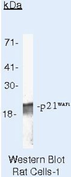 p21 Monoclonal Antibody (HJ21 (WA-1)), Invitrogen 500 &mu;L; Unconjugated:Antibodies,