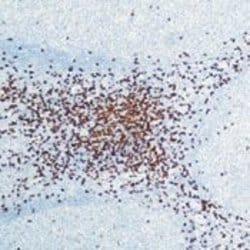 Invitrogen CD8 alpha Monoclonal Antibody (C8/144B) 200 &mu;L; Unconjugated:Antibodies,