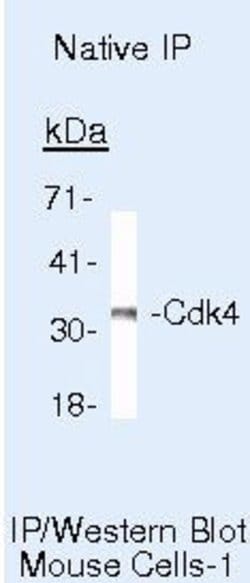 Cdk4 Monoclonal Antibody (DCS-31), Invitrogen 500 &mu;L | Buy Online | Invitrogen | Fisher Scientific