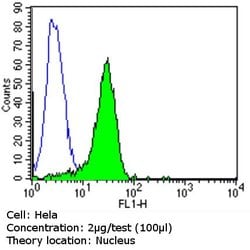 MGMT Monoclonal Antibody (MT 3.1), Invitrogen 500 &mu;L; Unconjugated:Antibodies,