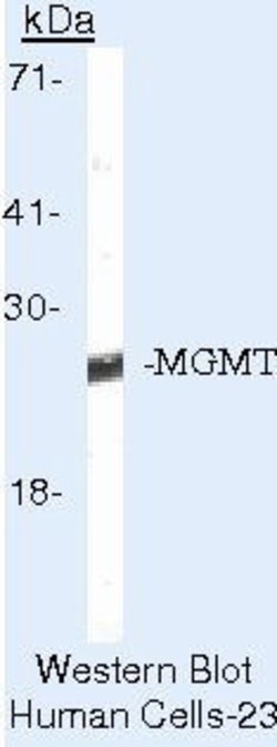 MGMT Monoclonal Antibody (MT 3.1), Invitrogen 500 &mu;L; Unconjugated:Antibodies,