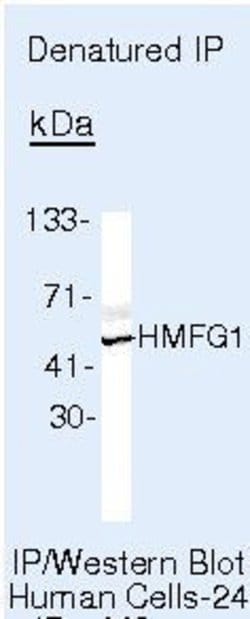 MFGE8 (Lactadherin) Monoclonal Antibody (EDM45), Invitrogen 500 &mu;L;