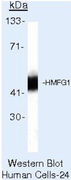 MFGE8 (Lactadherin) Monoclonal Antibody (EDM45), Invitrogen 500 &mu;L;