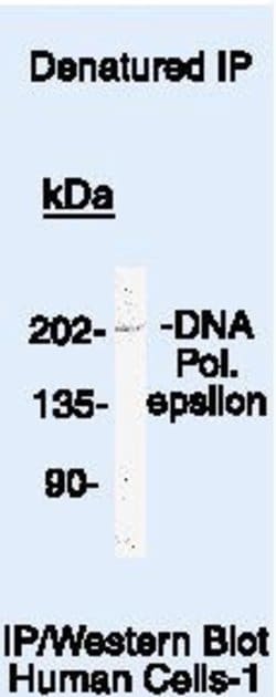 POLE Monoclonal Antibody (93H3A), Invitrogen 500 &mu;L | Buy Online | Invitrogen | Fisher Scientific