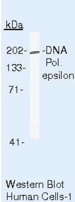 POLE Monoclonal Antibody (93H3A), Invitrogen 500 &mu;L | Buy Online | Invitrogen | Fisher Scientific