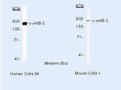 Invitrogen ErbB2 (HER-2) Monoclonal Antibody (3B5), Biotin 500 &mu;L; Biotin:Antibodies,