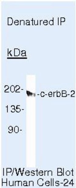 ErbB2 (HER-2) Monoclonal Antibody (3B5), Invitrogen 500 &mu;L; Unconjugated:Antibodies