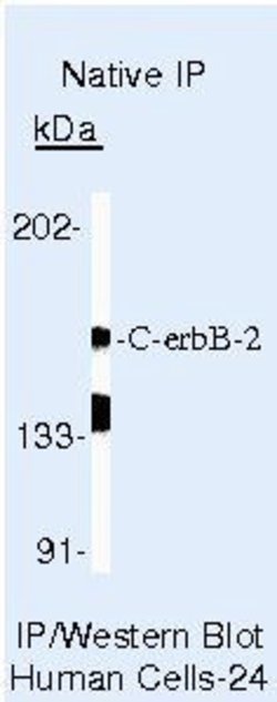 ErbB2 (HER-2) Monoclonal Antibody (3B5), Invitrogen 500 &mu;L; Unconjugated:Antibodies