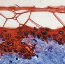 Invitrogen Cytokeratin 10 Monoclonal Antibody (DE-K10) 500 &mu;L; Unconjugated:Antibodies,