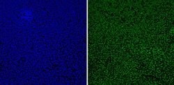 Histone H1 Monoclonal Antibody (1415-1), Invitrogen 500 &mu;L; Unconjugated:Antibodies,