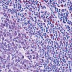 Histone H1 Monoclonal Antibody (1415-1), Invitrogen 500 &mu;L; Unconjugated:Antibodies,