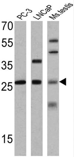 Histone H1 Monoclonal Antibody (1415-1), Invitrogen 500 &mu;L; Unconjugated:Antibodies,