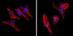 Invitrogen INSR Monoclonal Antibody (CT-3) 500 &mu;L; Unconjugated:Antibodies,