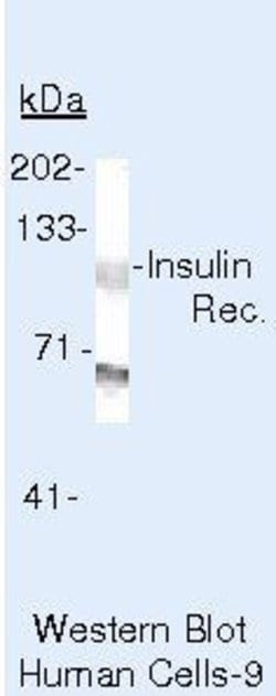 Invitrogen INSR Monoclonal Antibody (CT-3) 500 &mu;L; Unconjugated:Antibodies,