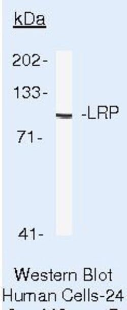 Invitrogen MVP Monoclonal Antibody (1032) 500 &mu;L; Unconjugated:Antibodies,