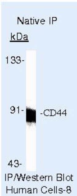 Invitrogen CD44 Monoclonal Antibody (156-3C11) 500 &mu;L; Unconjugated:Antibodies,