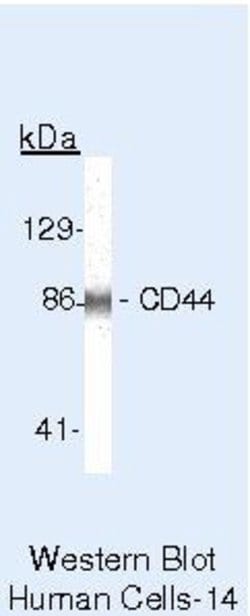 Invitrogen CD44 Monoclonal Antibody (156-3C11) 500 &mu;L; Unconjugated:Antibodies,