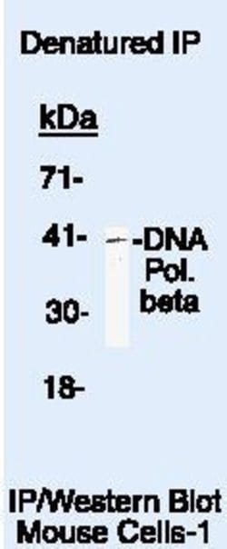 POLB Monoclonal Antibody (18S), Invitrogen 500 &mu;L | Buy Online | Invitrogen | Fisher Scientific