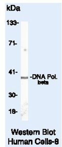 POLB Monoclonal Antibody (18S), Invitrogen 500 &mu;L | Buy Online | Invitrogen | Fisher Scientific