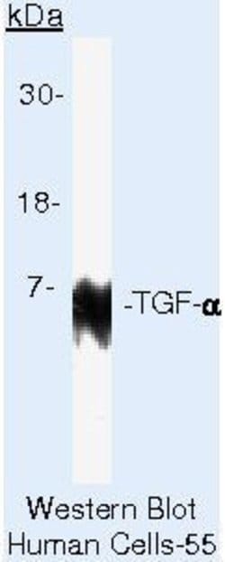 TGF alpha Monoclonal Antibody (MF9), Invitrogen 500 &mu;L; Unconjugated:Anticuerpos