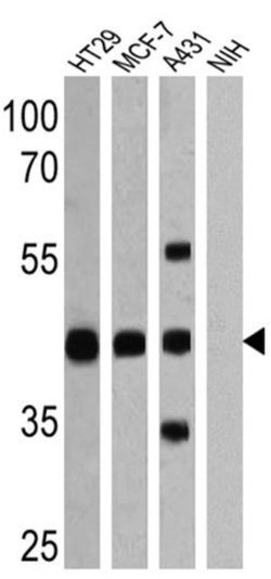 EpCAM Monoclonal Antibody (AUA1), Invitrogen 500 &mu;L; Unconjugated:Antibodies,