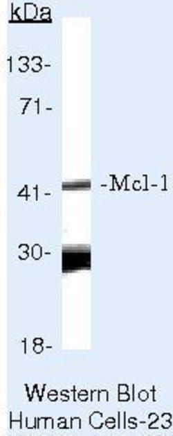 Invitrogen Mcl-1 Monoclonal Antibody (RC13) 500 &mu;L; Unconjugated:Antibodies,