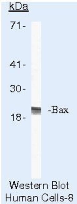 Invitrogen Bax Monoclonal Antibody (2D2) 500 &mu;L; Unconjugated:Antibodies,