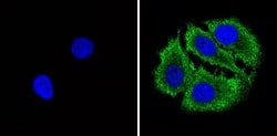 Invitrogen Bax Monoclonal Antibody (6A7) 500 &mu;L; Unconjugated:Antibodies,