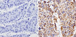 Invitrogen Bax Monoclonal Antibody (6A7) 500 &mu;L; Unconjugated:Antibodies,