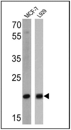Invitrogen Bax Monoclonal Antibody (6A7) 500 &mu;L; Unconjugated:Antibodies,
