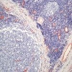 VWF Monoclonal Antibody (F8/86), Invitrogen™